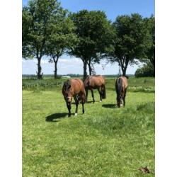 Paarden / pony stalling