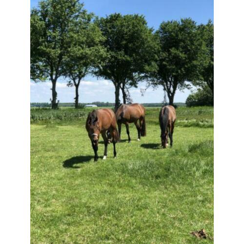 Paarden / pony stalling
