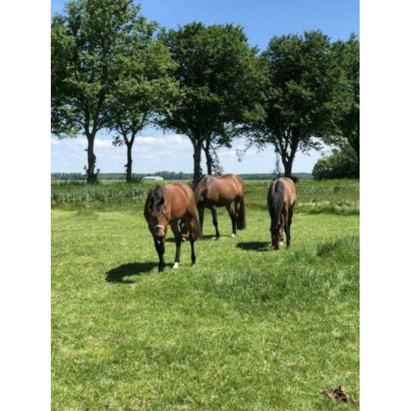 Paarden / pony stalling