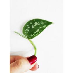Scindapsus / Epipremnum Pictus stekjes / stekken! ????
