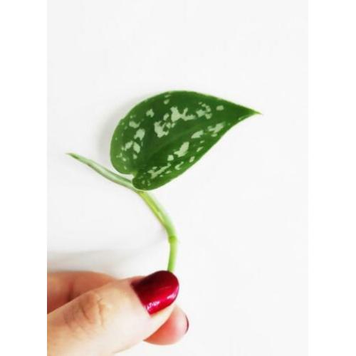 Scindapsus / Epipremnum Pictus stekjes / stekken! ????