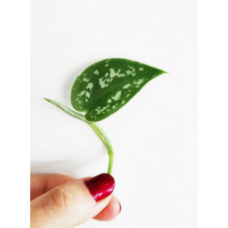Scindapsus / Epipremnum Pictus stekjes / stekken! ????