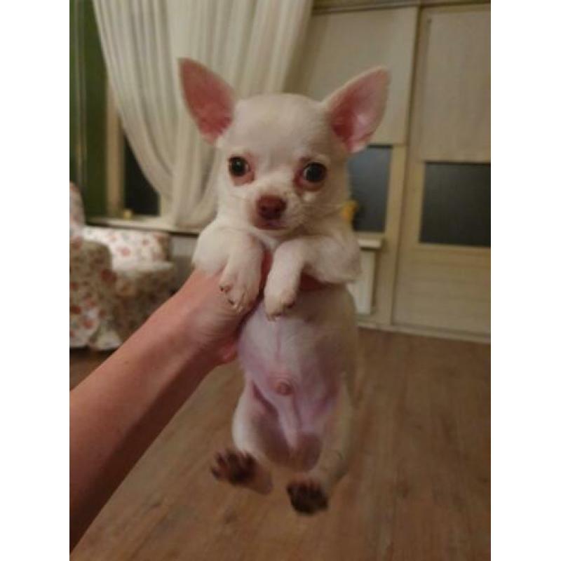 2 Chihuahua reutjes korthaar zeer klein