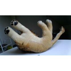 Zeer mooie originele vintage Steiff leeuw Leo Steif Teddy