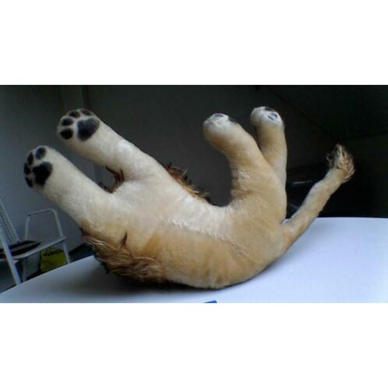 Zeer mooie originele vintage Steiff leeuw Leo Steif Teddy