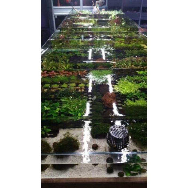 5 planten halen, 6e gratis, enorme keuze uit voorraad