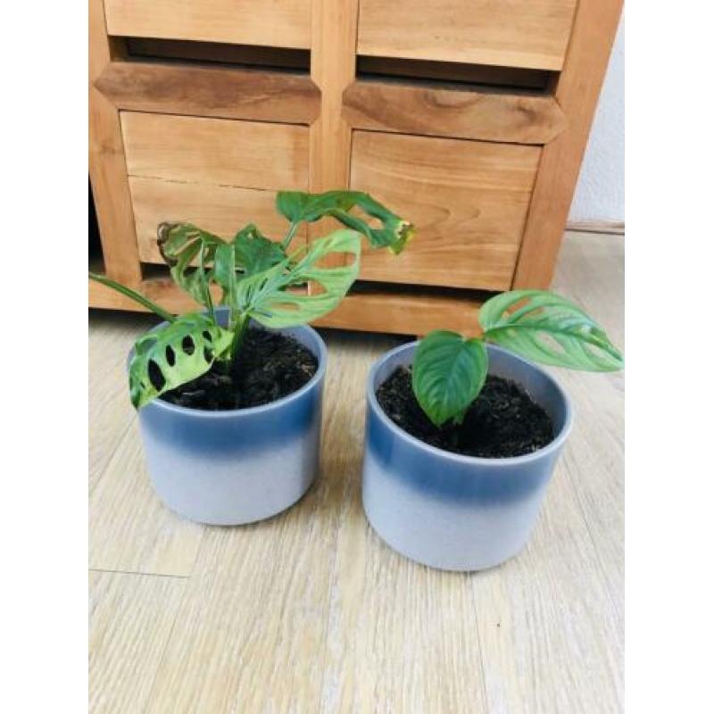 Kamerplanten monstera monkeymask ophalen in pot ?? 2 x