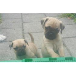 Mops chihuaha puppys