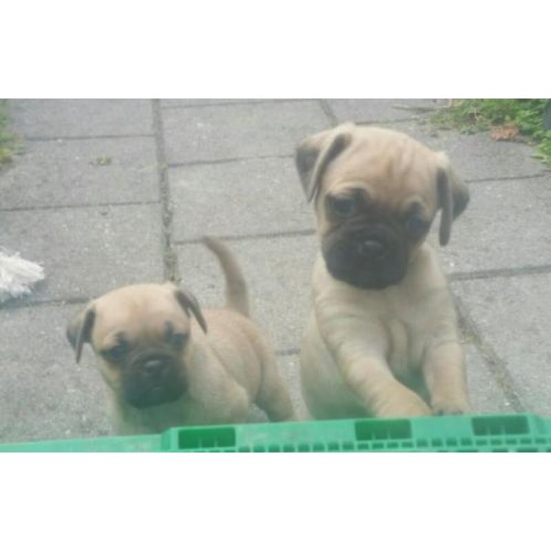 Mops chihuaha puppys