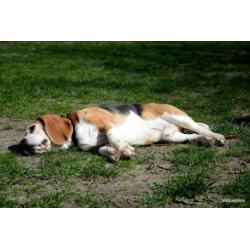 Herplaatsing beagle