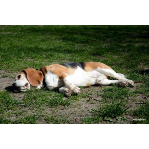 Herplaatsing beagle