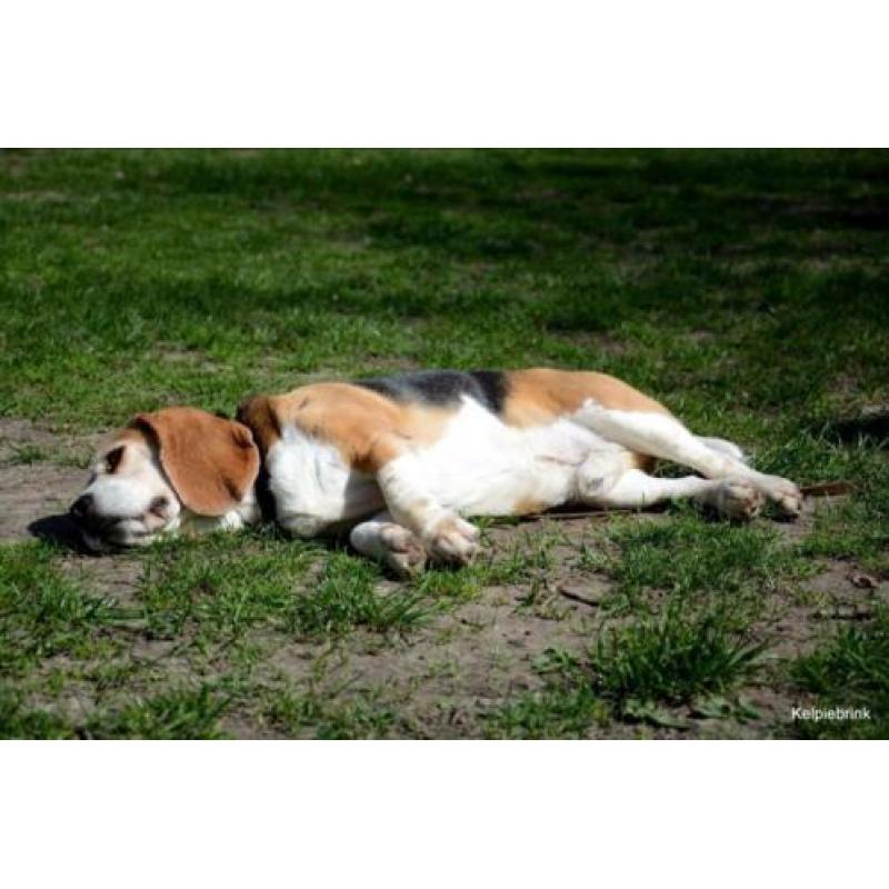 Herplaatsing beagle