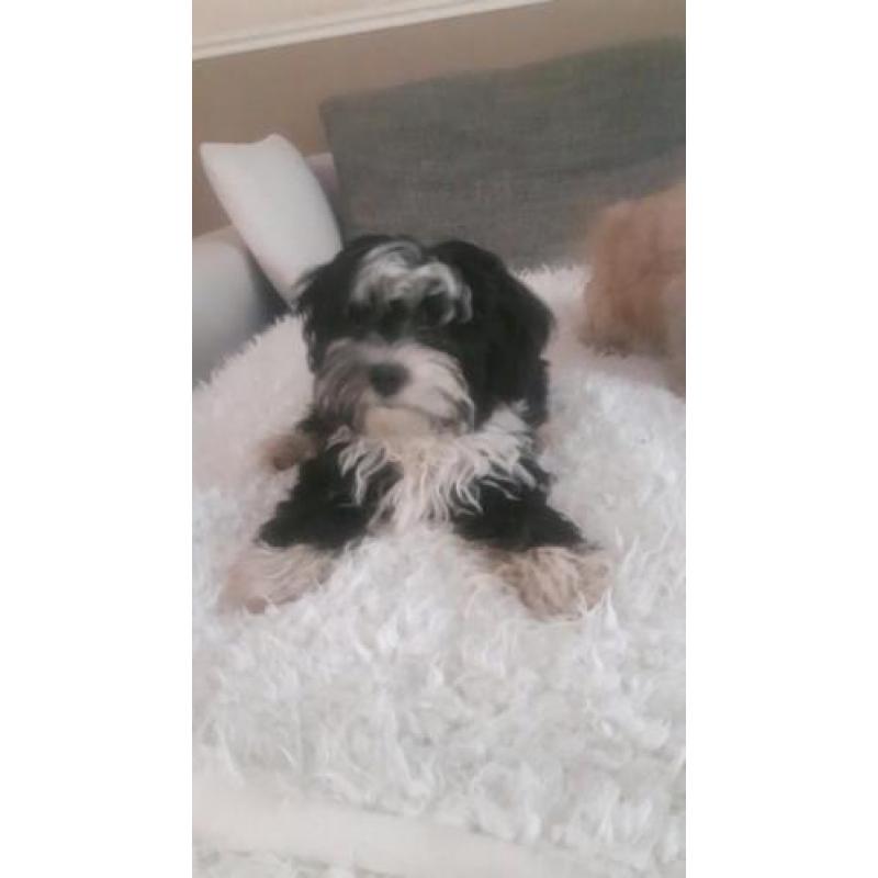 Mooie lieve shih tzu x powder puff