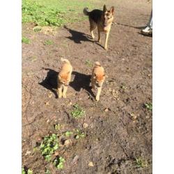 Prachtige shiba teefjes