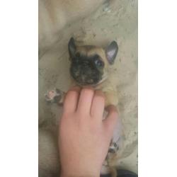 Mops chihuaha puppys