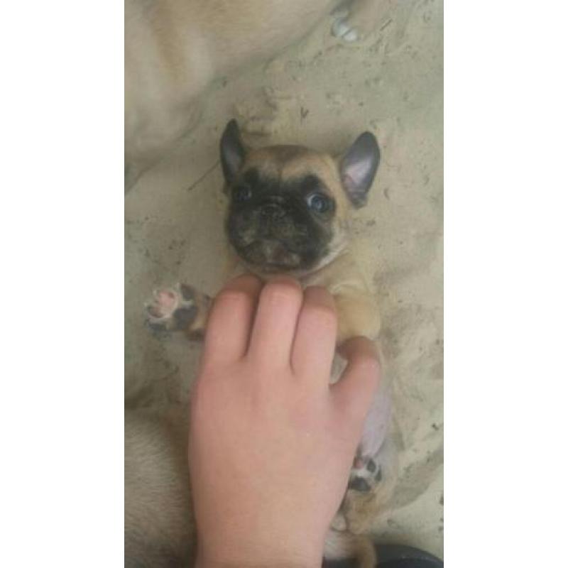 Mops chihuaha puppys