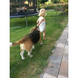 Herplaatsing beagle