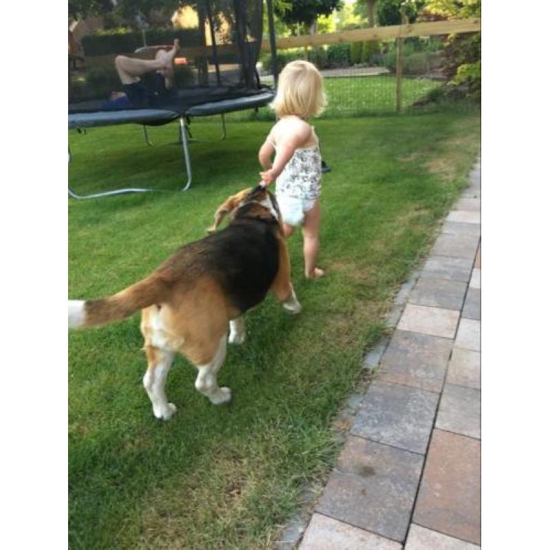 Herplaatsing beagle
