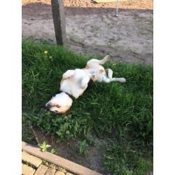 Herplaatsing beagle
