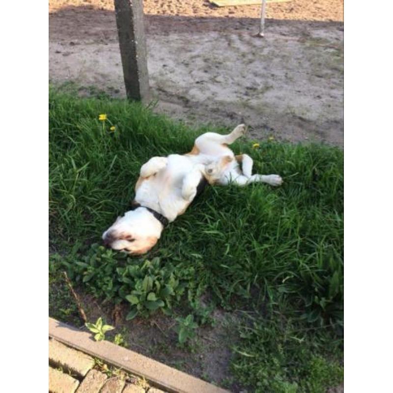Herplaatsing beagle