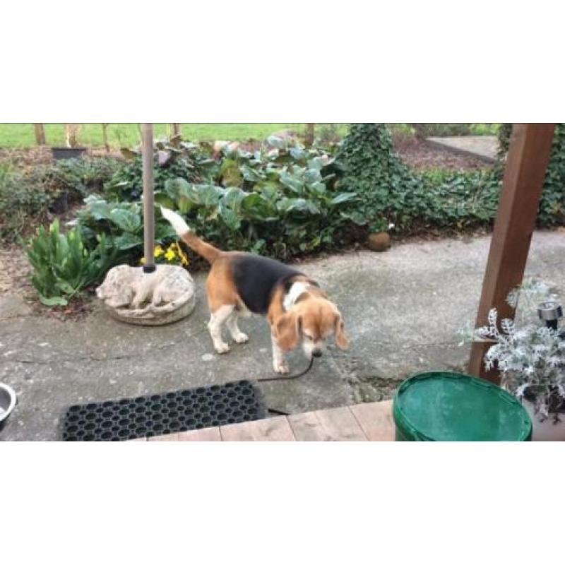 Herplaatsing beagle