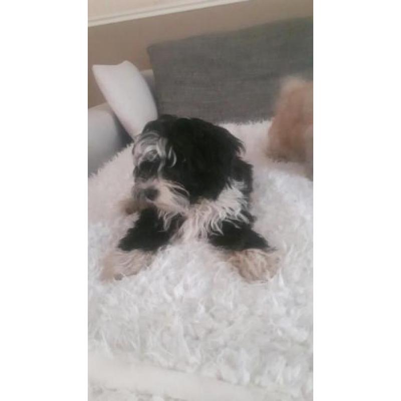 Mooie lieve shih tzu x powder puff