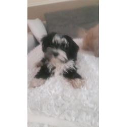 Mooie lieve shih tzu x powder puff