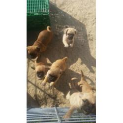 Mops chihuaha puppys