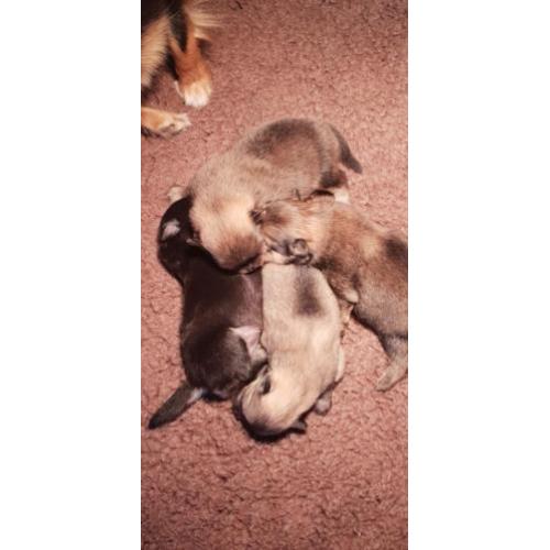 Pomchi pups 3/4 pomeriaan