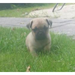 Mops chihuaha puppys