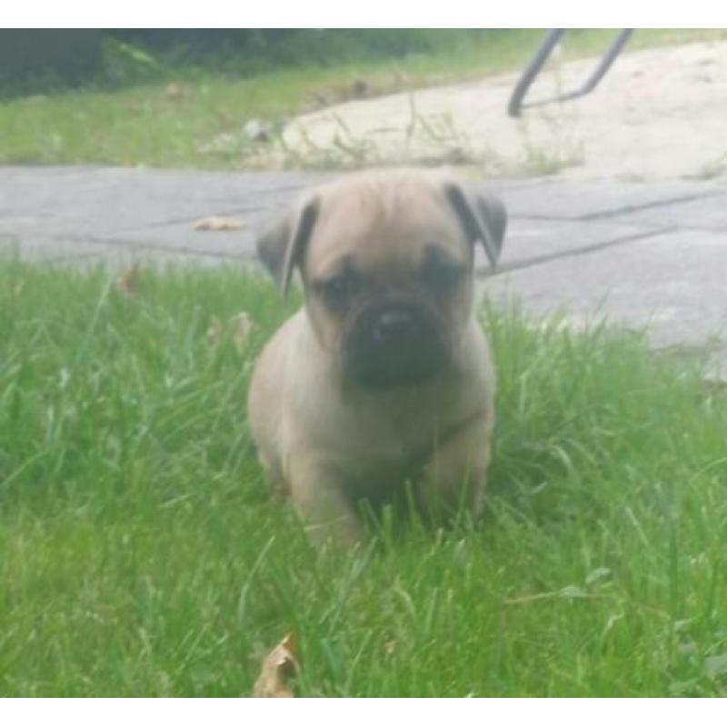 Mops chihuaha puppys