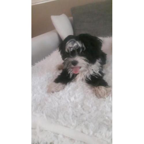 Mooie lieve shih tzu x powder puff