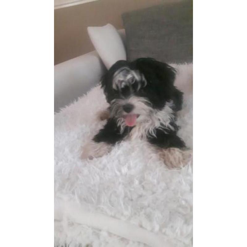 Mooie lieve shih tzu x powder puff